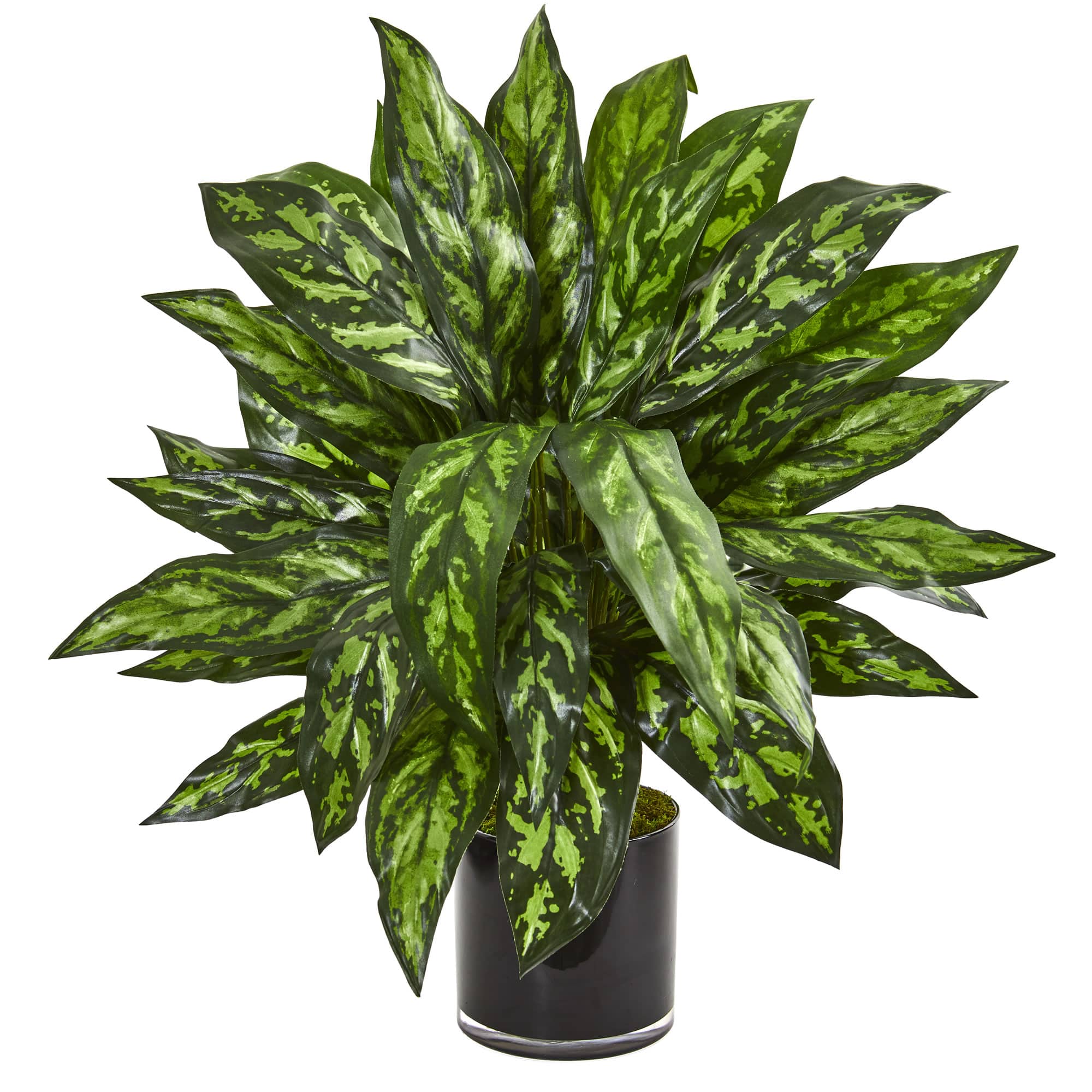 2.5ft. Silver King Plant in Black Glass Vase